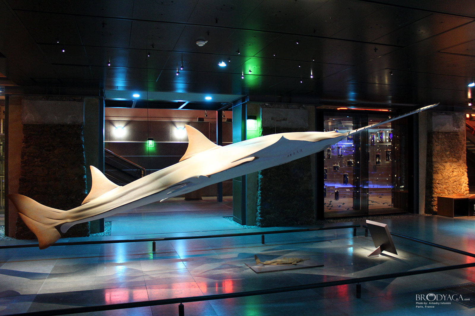 Galerie d'Entomologie